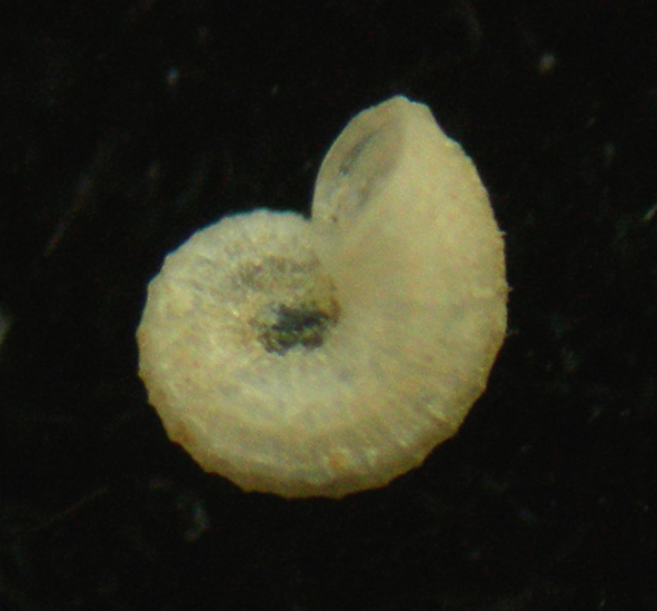 Skeneoides exilissima